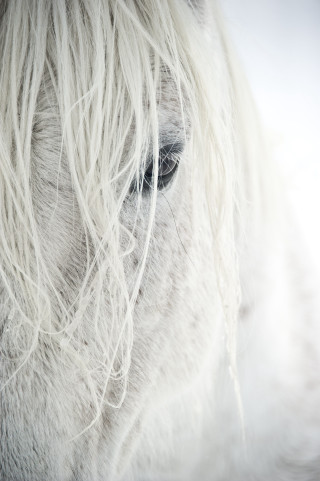 White horse sad expression long - free dogs wallpaper for mobile