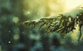 Tree branch snow sunlight blurry - a microscopic photo free wallpaper