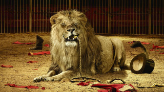 Lion chained cage animals hat - a lion free wallpaper