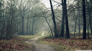 Path woods trees leaves ground - forest free wallpaper
