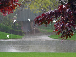 Rain soaked park pond trees - a pond and trees free wallpaper