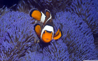 Orange white clownfish purple sea - photograph free wallpaper for desktop