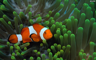 Clown fish hiding green sea 2 - a clown fish free wallpaper for desktop