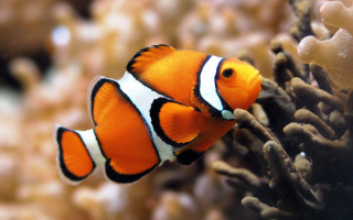 Clown fish aquarium corals background - coral free wallpaper for desktop