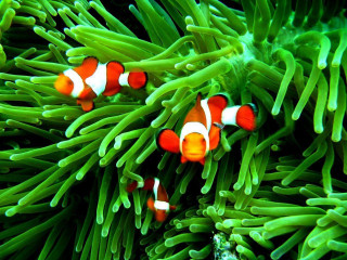 Clown fish anemone coral reef 2 - neofauvism free wallpaper