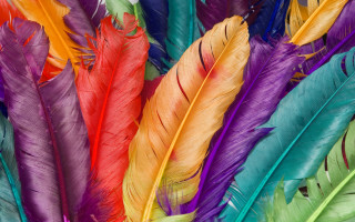 Colorful feathers closeup white background - rich vivid color free wallpaper