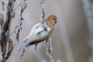 Bird perched branch frost winter - a red head free wallpaper