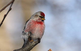 Red head bird branch tree - a blurry background of branches free wallpaper