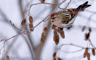 Bird perched branch cones back - back leg free wallpaper