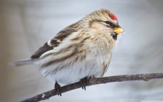 Small bird branch snow tiltshift - a blurry background of snow free wallpaper