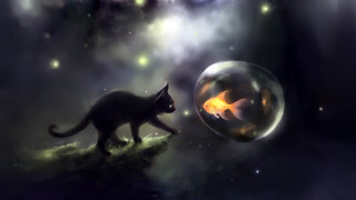 Cat fish bubble ball night - the dark night sky free wallpaper