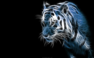 Blue tiger dark black background - visible free wallpaper