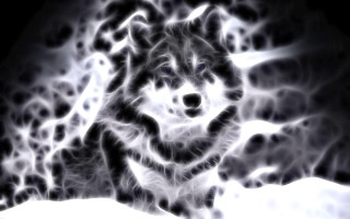 Wolf black white snow background - caspar wolf free wallpaper