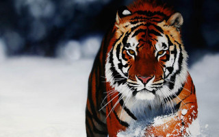 Tiger walking snow wild nature 2 - wild free wallpaper