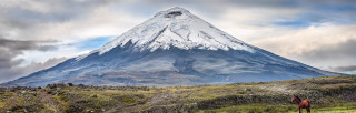 Horse field mountain snowpeak panorama - peak in the background free wallpaper