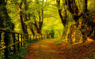 Woodland path fence trees autumn - a fence and trees free wallpaper