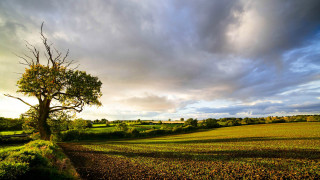 Tree field path cloudy sky - the other side free wallpaper for desktop