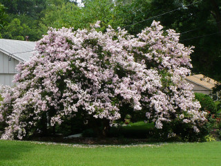 Large tree purple flowers yard - a large tree free wallpaper