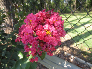 Pink flower vase bench park - betye saar free wallpaper