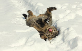 Cat rolling snow back paws - its head free wallpaper