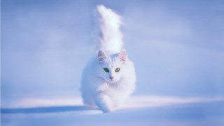 White cat running snow green - motion free wallpaper