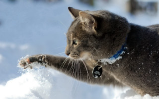 Cat playing snowball snow covered - in the snow free wallpaper