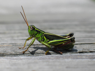 Green grasshopper wooden surface long - free nature wallpaper for desktop