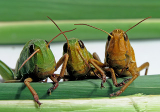 Grasshoppers sitting on leaf together - the other looking free wallpaper for desktop