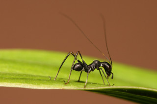 Black ant green leaf brown - domirinic fegallia free wallpaper