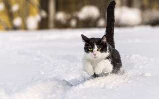 Cat running snow yard house - a cat free wallpaper