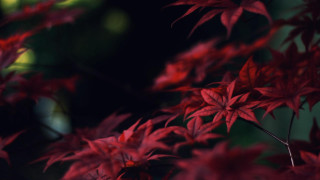 Red plant closeup leaves blurry - aestheticism free wallpaper