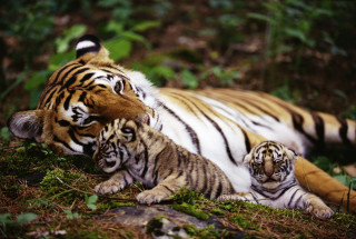Tigers laying grass mother relaxing - two tiger free wallpaper