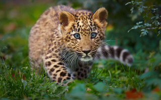 Young leopard walking lush green - curious free wallpaper