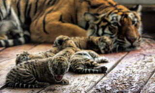 Tiger cubs yawning laying floor - her cub free wallpaper