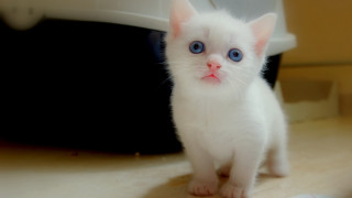 White kitten blue eyes counter - a sink free wallpaper