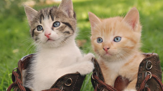 Kittens shoes grass sitting pair - adorable free wallpaper