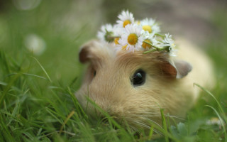 Hamster flower grass daisies cute - daisy free wallpaper