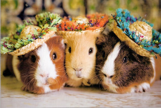 Guinea pigs hats standing lying - hat free wallpaper for desktop