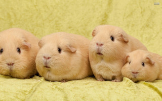 Four brown hamsters sitting blanket - a blanket together free wallpaper