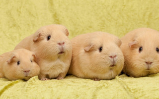 Three little hamsters blanket together - free dogs wallpaper for desktop
