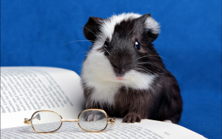 Guinea pig book glasses top - a pair of glasses free wallpaper