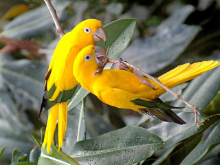 Yellow birds branch leaves biting - bird free wallpaper for desktop