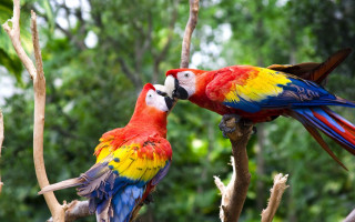 Colorful birds sitting tree branch - its beak free wallpaper