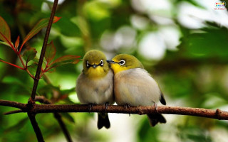 Two small birds branch leaves - its head on free wallpaper for desktop