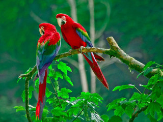 Two parrots red green forest - parrot free wallpaper