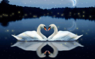 Swans heart shape water night - two swan free wallpaper