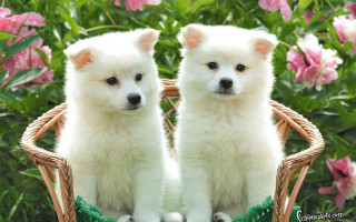 White dogs basket flower garden - adorable free wallpaper