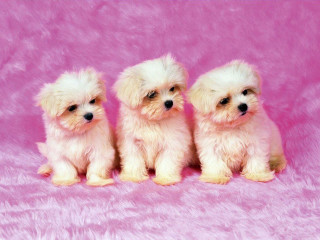 Three small white dogs pink 3 - edward george handel lucas free wallpaper