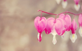 Pink flower white petals branch 2 - betty merken free wallpaper for desktop
