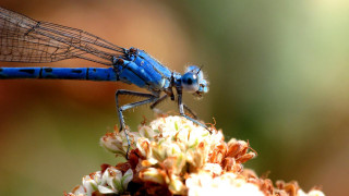 Blue dragonfly flower stem wings - its wing free wallpaper